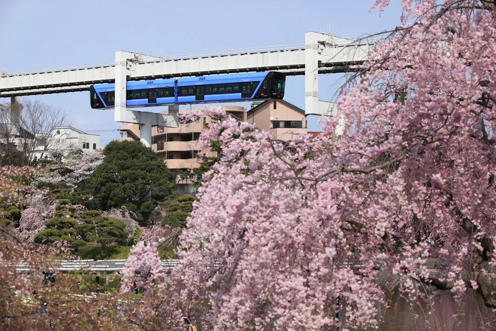 モノレールと桜
