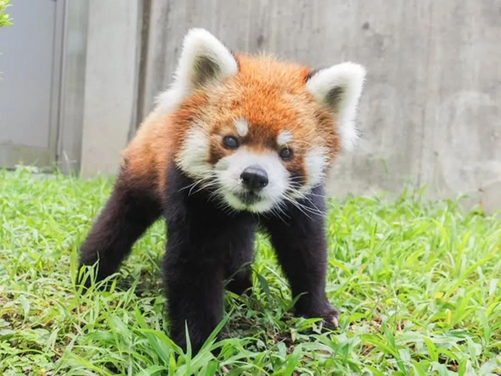 可愛らしいレッサーパンダ